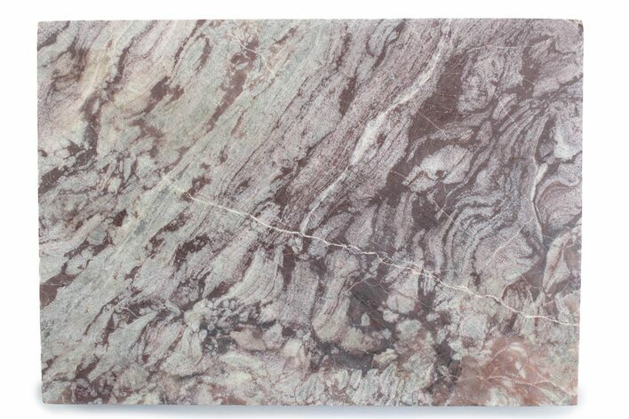 Polished, Neoproterozoic Stromatolite (Conophyton) - Morocco #377228